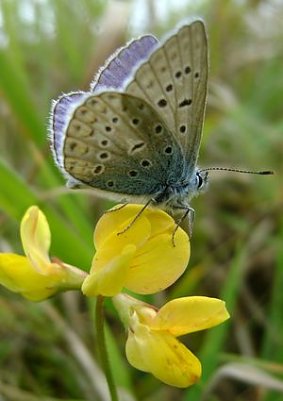 Die Objekte (Foto: privat)