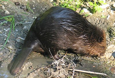 Biber im Einsatz (Foto: nnz)