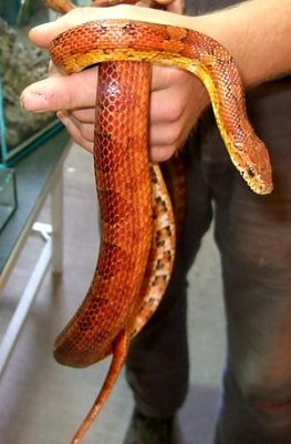 Giftiges Reptil (Foto: privat)