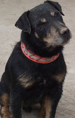 Haustiere erw&uuml;nscht, aber... (Foto: K. Frank)