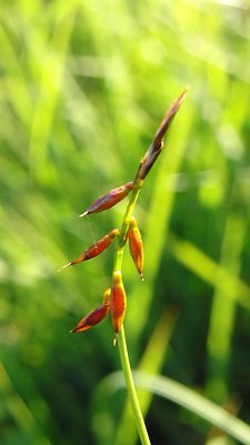 Besuch im Brockengarten (Foto: B. Schwarzberg)