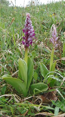 Entdeckt am H&uuml;hnerberg: Orchis militaris (Foto: B. Schwarzberg)