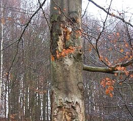 Kranke B&auml;ume (Foto: Forstamt Bleicherode)