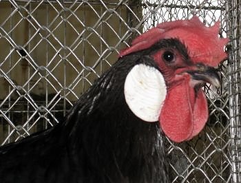 Ausgestellt (Foto: privat)