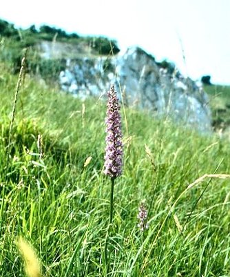 Knabenkraut im Gipskarst (Foto: pln)