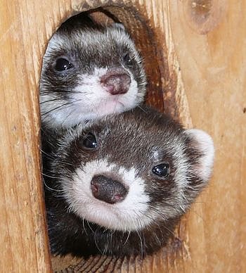 Frettchenzirkus (Foto: nnz)