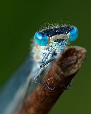 Libellenaugen (Foto: Uhlig)