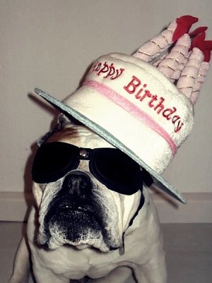 Chico hat sich schick gemacht (Foto: S. Witzel)