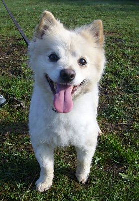 Teddy (Foto: C. Knust)