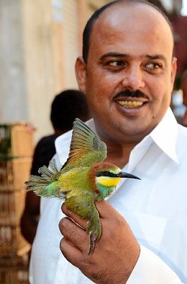 Vogelmord (Foto: NABU)