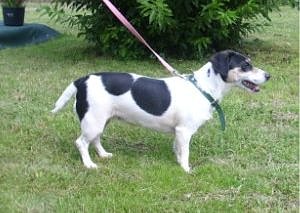 Conni (Foto: C. Knust)