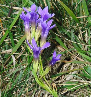 Seltene Bl&uuml;ten (Foto: B. Schwarzberg)