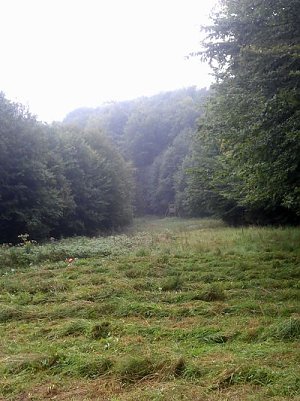 Geschafft (Foto: Forstamt)