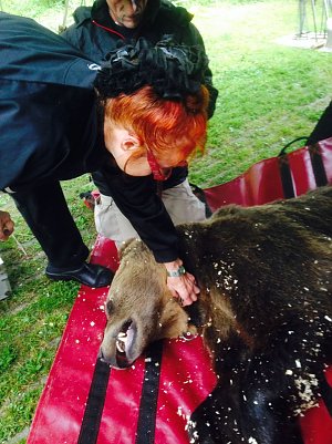 B&auml;rin wird von Ketten befreit (Foto: R&uuml;diger Schmiedel/Ralf Wettengel)