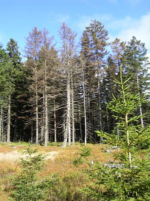 Durch Borkenk&auml;fer abgestorbene B&auml;ume sind aufgrund ihrer braunen Farbe gut zu erkennen. Frisch befallene B&auml;ume sind jedoch noch gr&uuml;n und oft nur f&uuml;r die Fachleute zu erkennen. Fotos: Nationalpark Harz (Foto: Nationalpark harz)