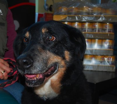 Berry sucht ein neues Zuhause (Foto: Sven G&auml;mkow)