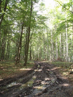 Durchn&auml;sster Maschinenweg im Kammerforst s&uuml;d&ouml;stlich der Stadt Ellrich (Foto: Forstamt Bleicherode-S&uuml;dharz)