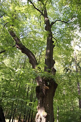 Ein Spaziergang durch den Wald inspirierte Friedrich Fr&ouml;bel (1782-1852) zur Gr&uuml;ndung des ersten Kindergartens im Jahr 1840 in Blankenburg (Foto: Sylvia Spehr)