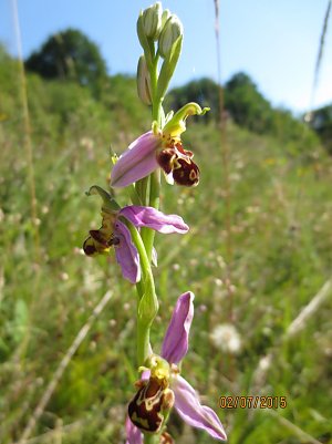 Bienen-Ragwurz (Foto: LPV)