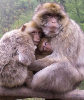 Vorsicht im Affenwald (Foto: Wattenbach)