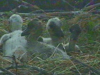 Da guckt der Nachwuchs (Foto: Rzehak)