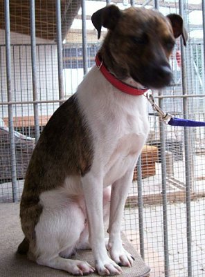 Aufgefunden (Foto: Tierheim)