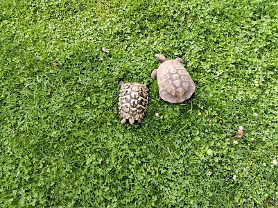 Landschildkr&ouml;ten (Foto: )
