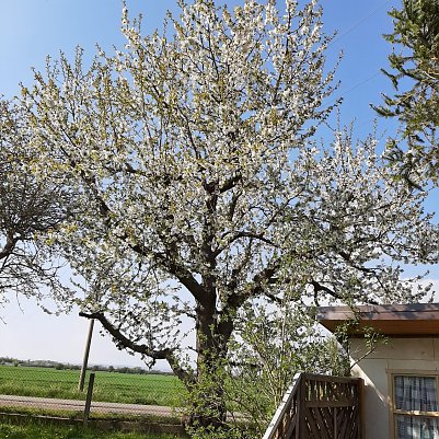 S&uuml;&szlig;kirsche  (Foto: )