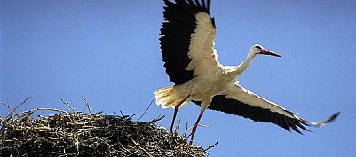 nnz-Foto des Tages: Abflug (Foto: nnz)