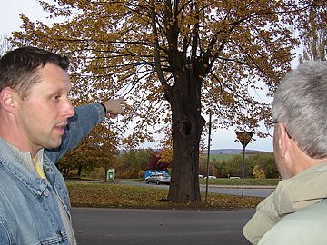 Linden sollen erneuert werden (Foto: nnz)