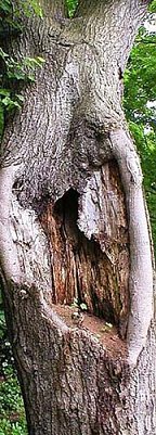 Pflegen und S&auml;gen (Foto: nnz)