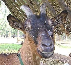 Streicheln erlaubt (Foto: nnz)