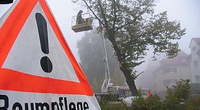 Linde ist gefallen (Foto: nnz)