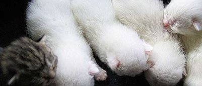 F&uuml;nf Namen gesucht (Foto: nnz)