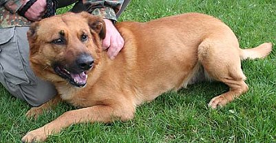 Tier sucht Mensch (5) (Foto: nnz)