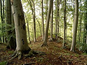 Wanderung durch das Harzfelder Holz (Foto: nnz)