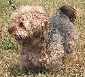 Tier sucht Mensch (11) (Foto: nnz)