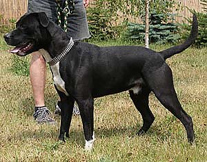 Tier sucht Mensch (13) (Foto: nnz)