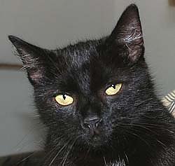 Tier sucht Mensch (14) (Foto: nnz)