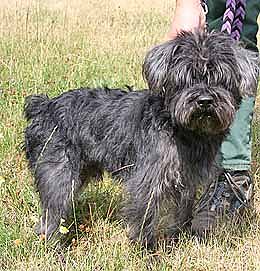 Tier sucht Mensch (15) (Foto: nnz)