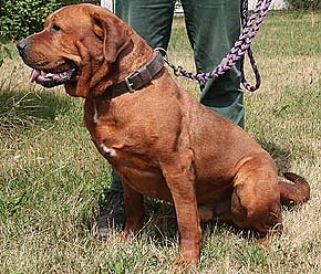 Tier sucht Mensch (16) (Foto: nnz)