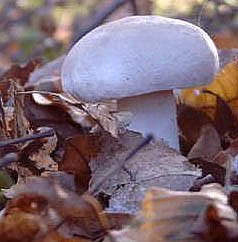 nnz-Kurz-News am Donnerstag (1) (Foto: nnz)