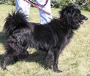 Tier sucht Mensch (21) (Foto: nnz)