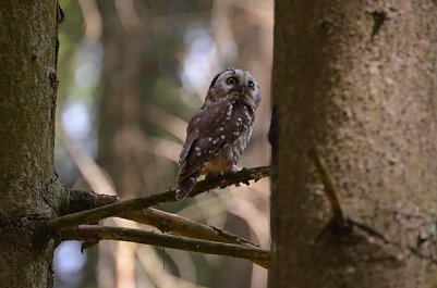 Raufu&szlig;kautz im Wald (Foto: RSikorski)