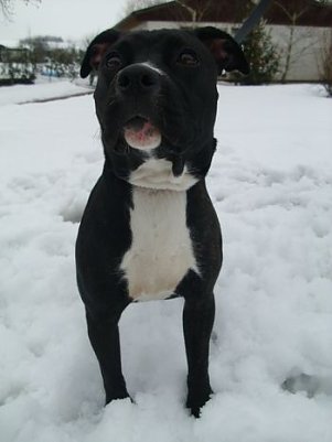 Angebunden (Foto: Tierheim)