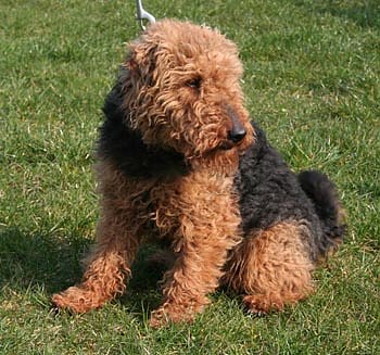 Herrchen oder Frauchen gesucht^ (Foto: rh)