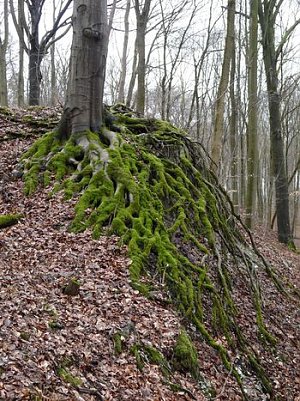 Wanderungen am Wochenende (Foto: privat)