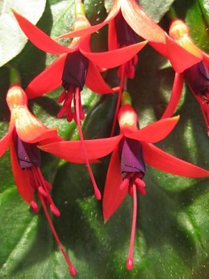 Neue Fuchsie (Foto: Karl Str&uuml;mper)
