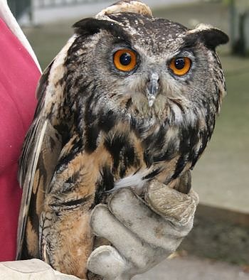 Gerettet (Foto: privat)