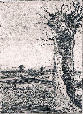 Flusslandschaft mit Weide (Foto: privat)